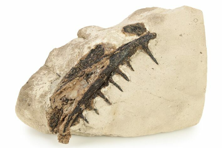 Fossil Fish Jaw Section in Rock - Asfla, Morocco #270937